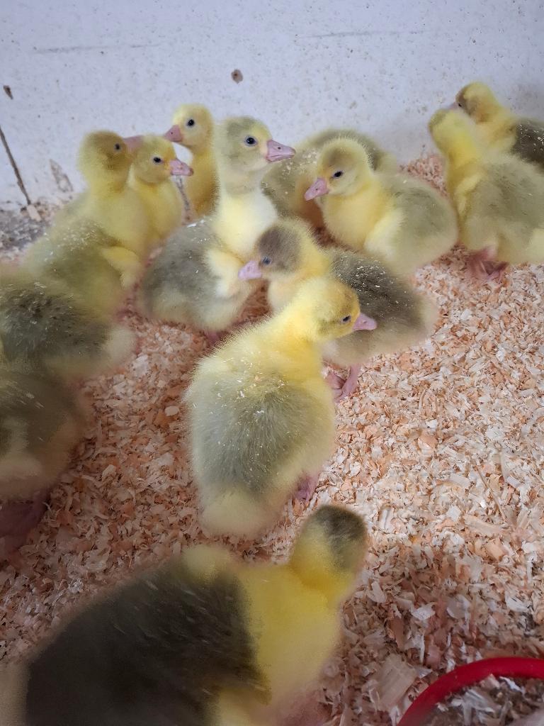 Jonge gansjes, nu makkelijk tam te maken, Meerdere dieren, Gans of Zwaan
