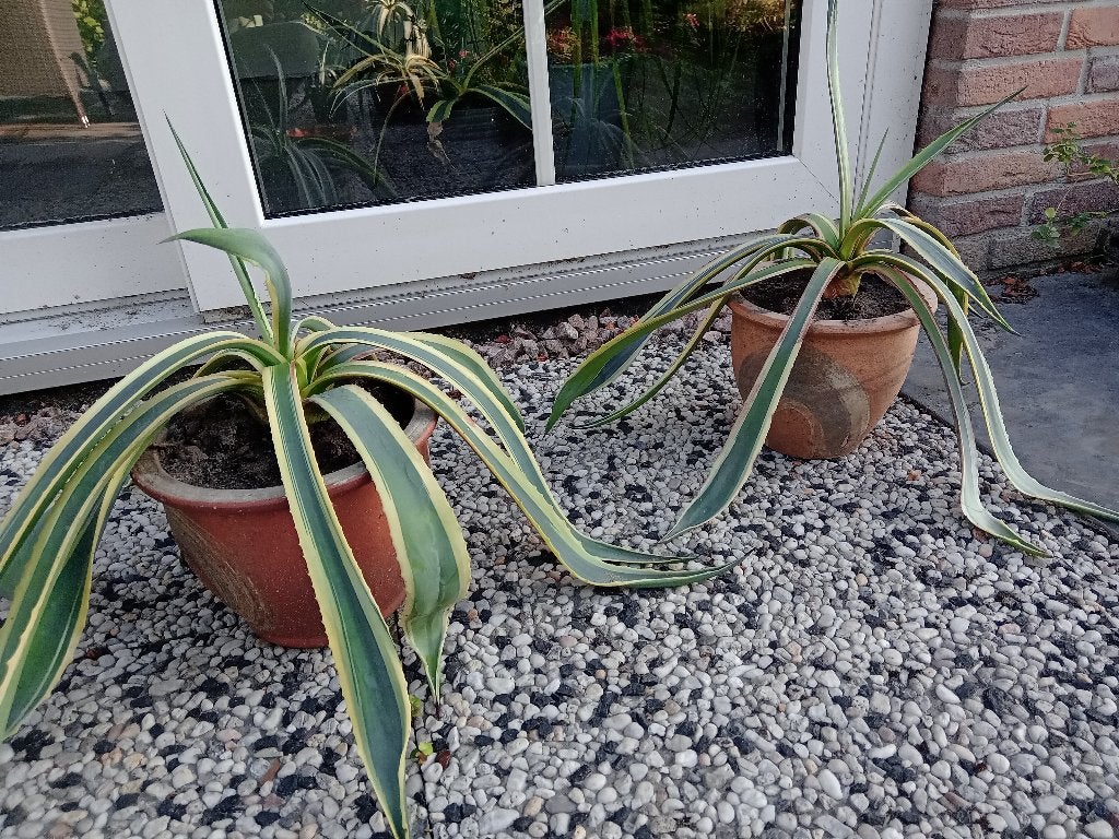 2 mooie agaves in stenen pot: prachtig op terras (met pot), Tuin en Terras, Ophalen, Overige soorten, Volle zon