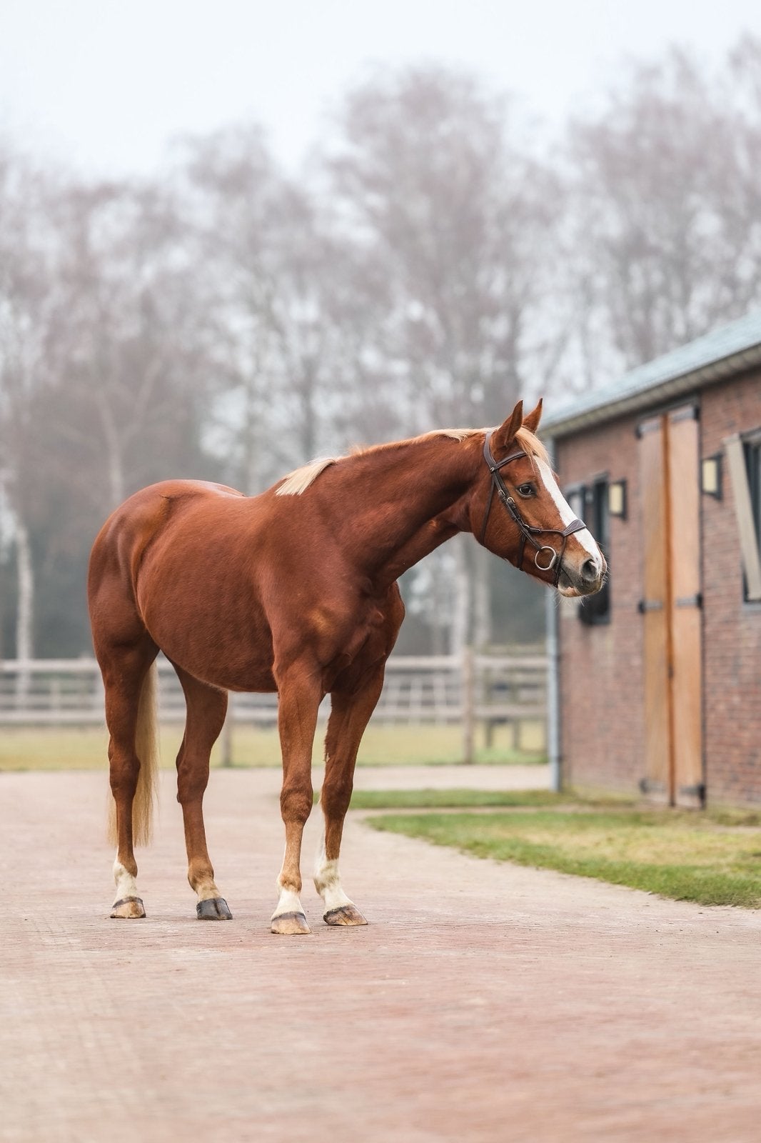 4jarige ruin te koop, Dieren en Toebehoren, Paarden, Ruin, 3 tot 6 jaar