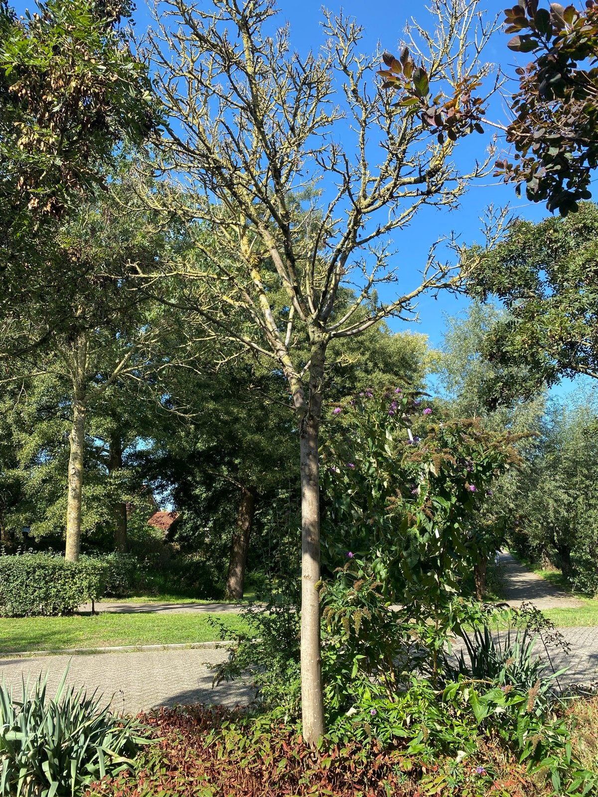 Gratis dode boom tbv brandhout - zelf omkappen en meenemen, Bloeit niet, Overige soorten, 400 cm of meer, Ophalen