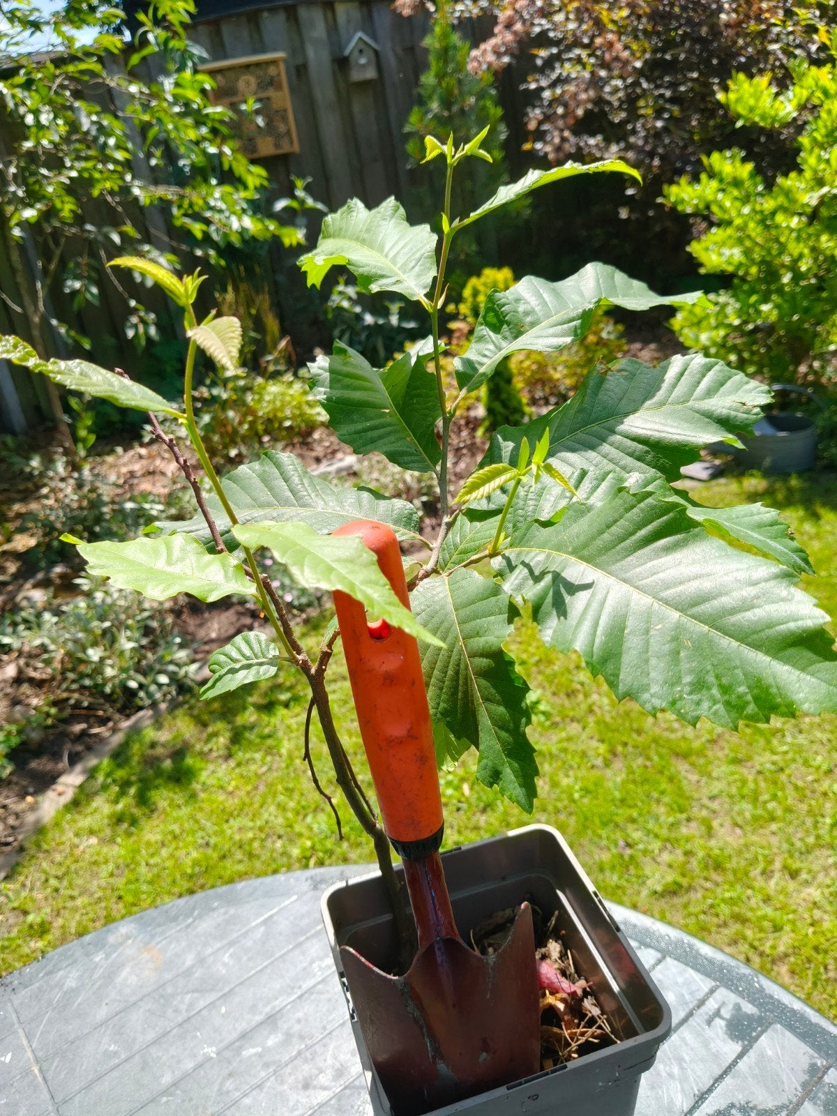 Tamme kastanje boompje no 4, Tuin en Terras, Planten | Bomen, Minder dan 100 cm, Zomer, Volle zon, In pot