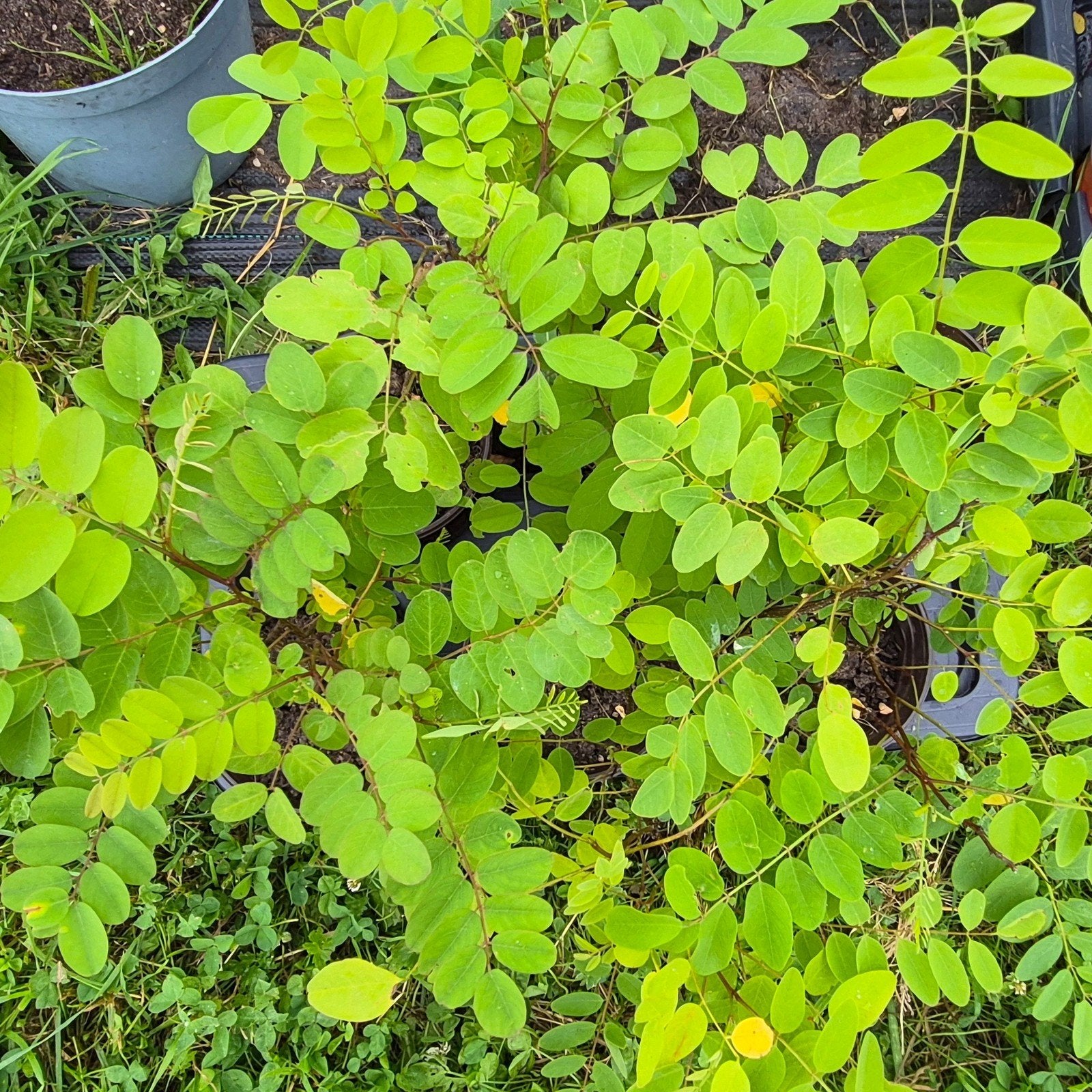 Robinia pseudoacacia, witte acacia, 40cm, in pot, Ophalen of Verzenden, Lente, Minder dan 100 cm, Volle zon
