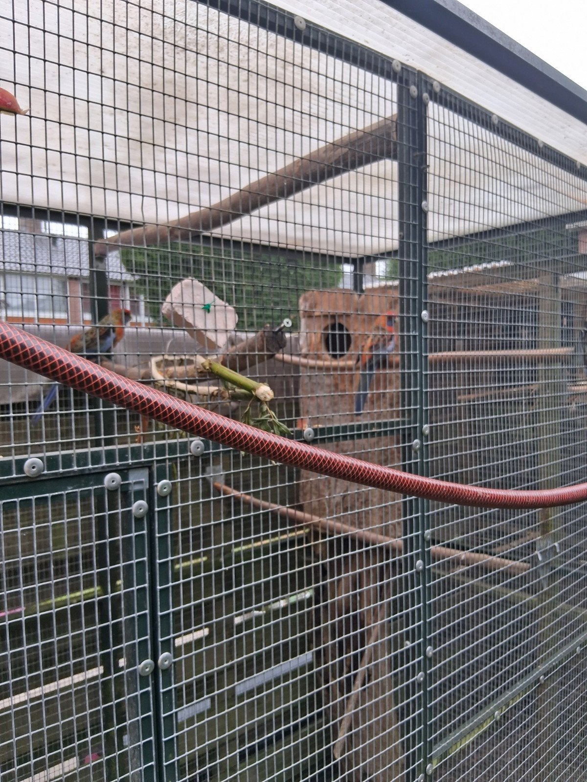 mooi broedkoppel adelaide rosellas, Dieren en Toebehoren, Meerdere dieren, Parkiet, Geringd