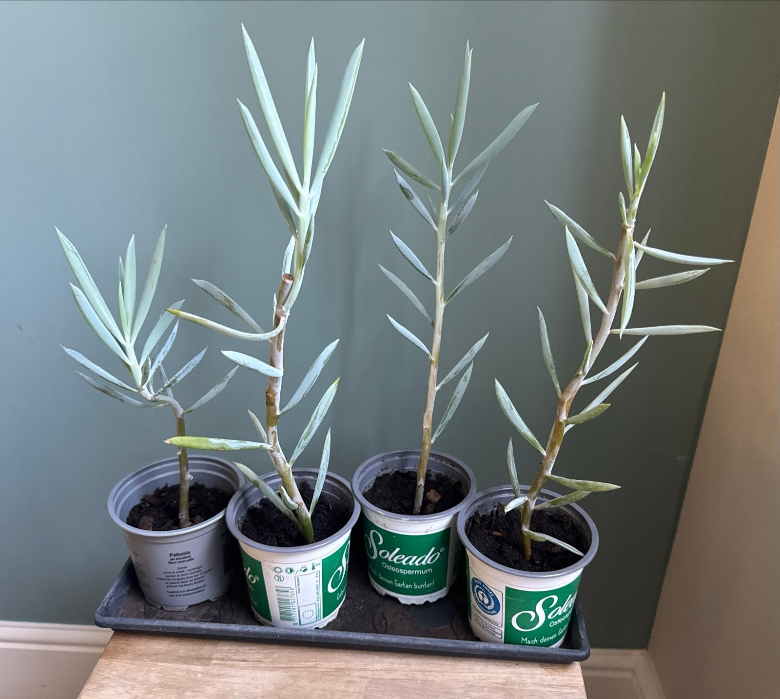 Curio Mount Everest | Hobbyproject! €1,50 p.s. /4 voor €4,50, Ophalen, Vetplant, In pot, Minder dan 100 cm
