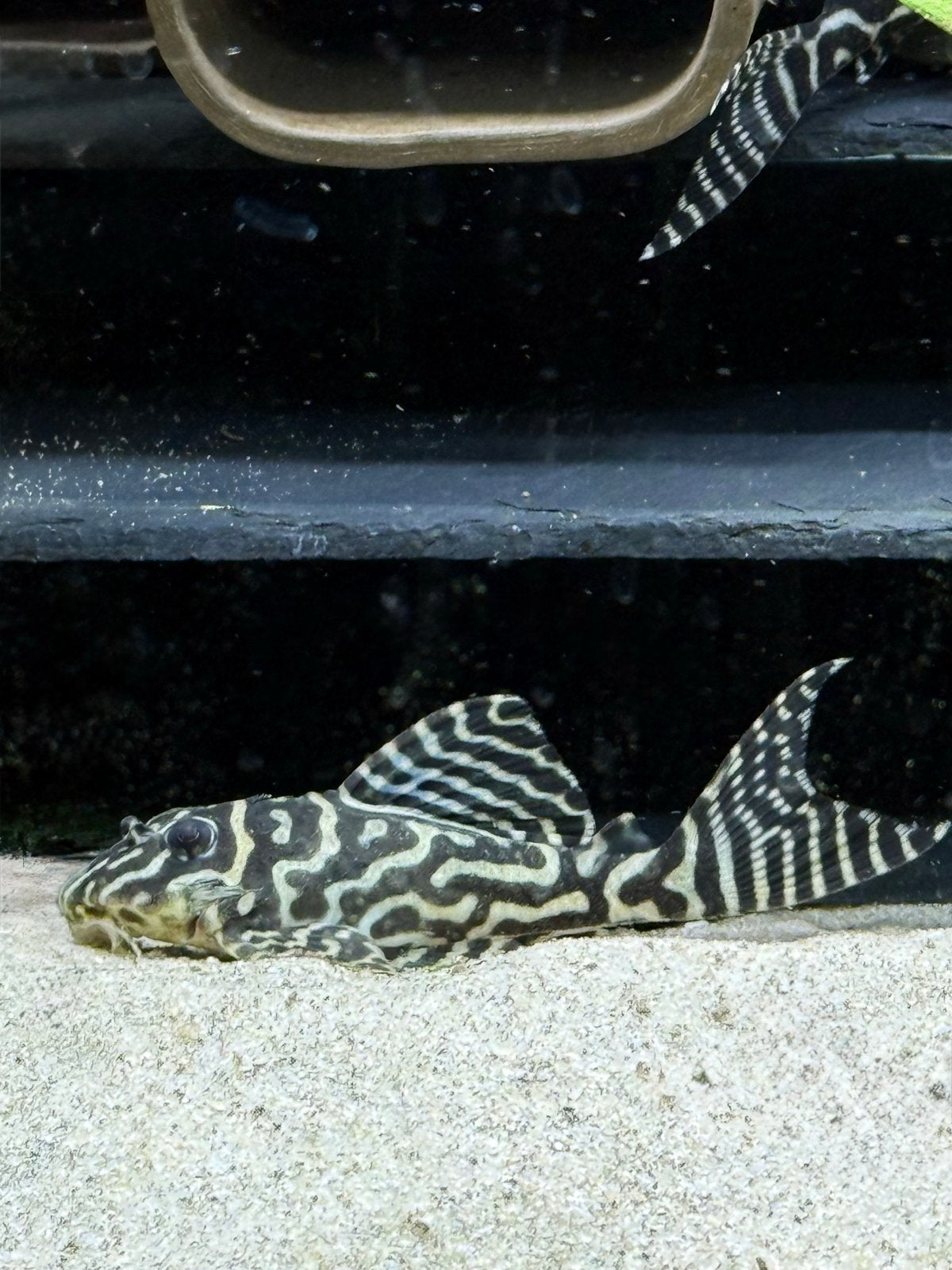 L333 King Tiger Pleco’s, Dieren en Toebehoren, Vis, Zoetwatervis