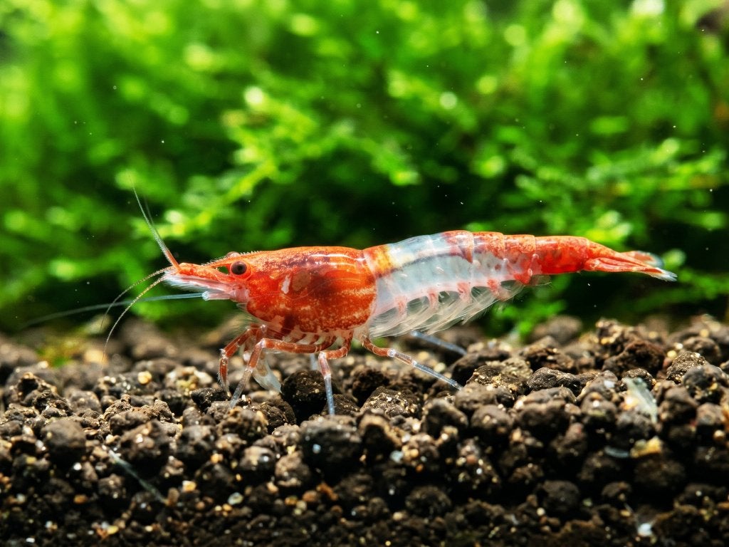 Red Rili garnalen (Neocaridina), Kreeft, Krab of Garnaal, Zoetwatervis, Schoolvis