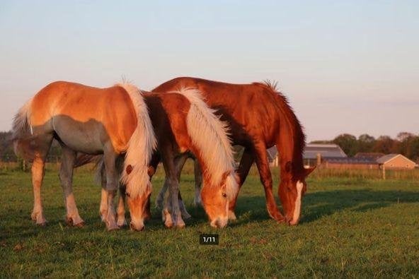 Opfokplek hengsveulens 24/7 buiten/inloopstal zomer winter, Opfok, 4 paarden of pony's of meer