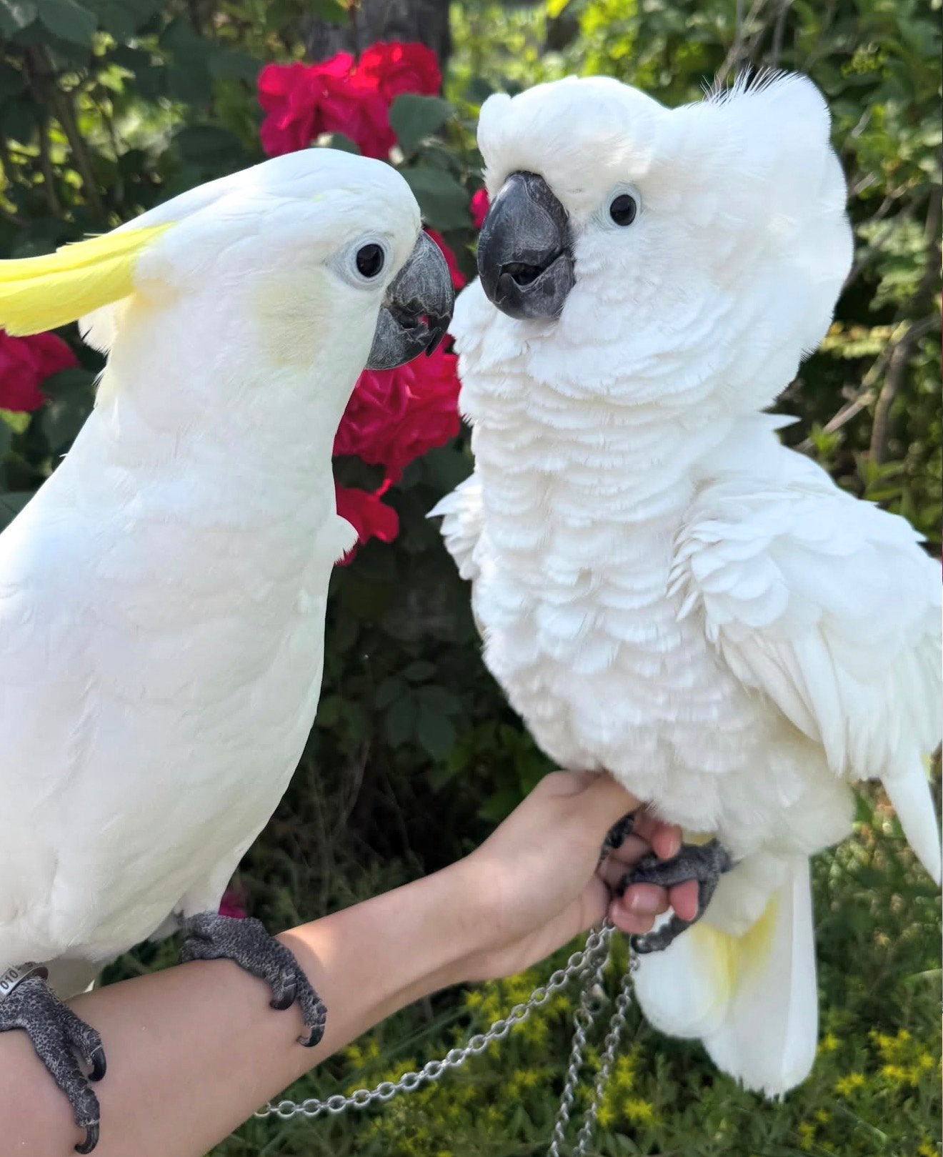 jonge witkuif & geelkuif kaketoes