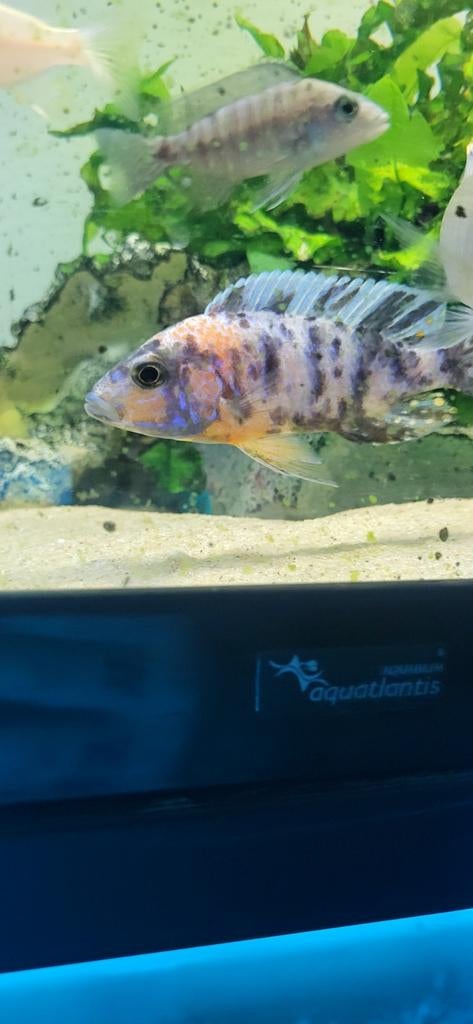 Aulonocara multicolor mannen verschillende maten, Dieren en Toebehoren, Vissen | Aquariumvissen, Vis