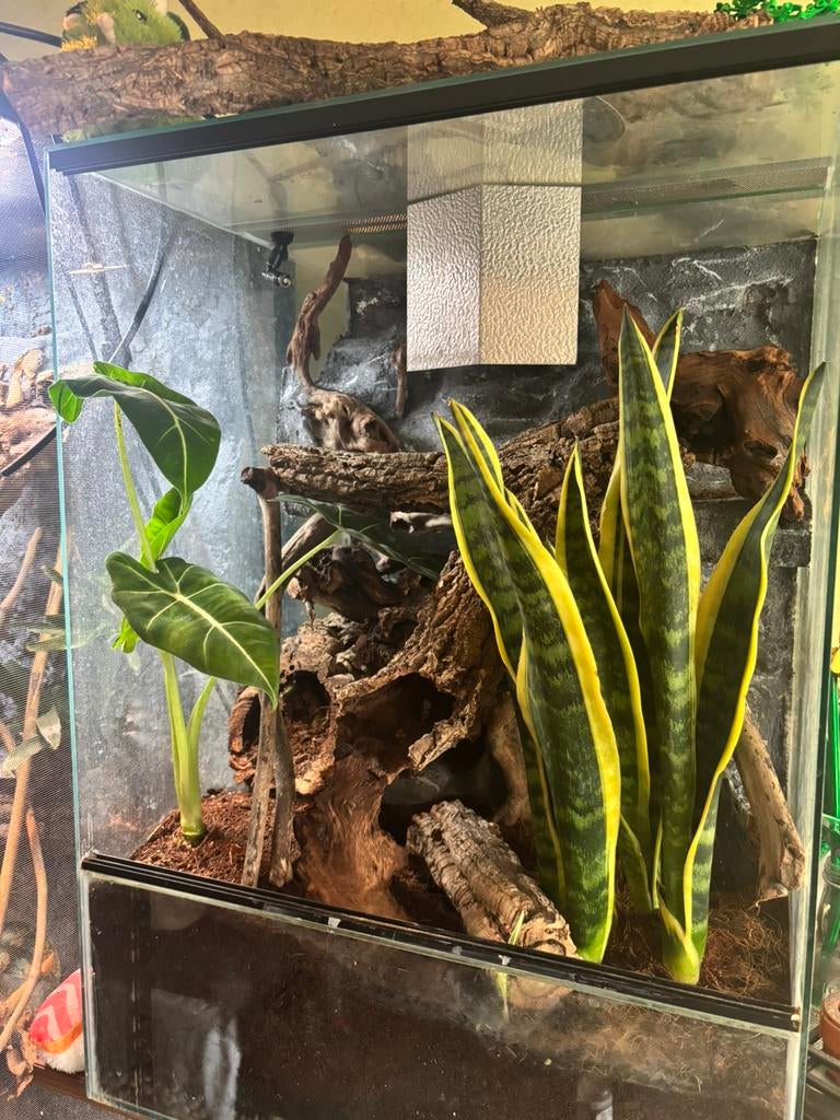 Terrarium 50x50x70, Dieren en Toebehoren, Reptielen en Amfibieën | Toebehoren, Ophalen, Gebruikt
