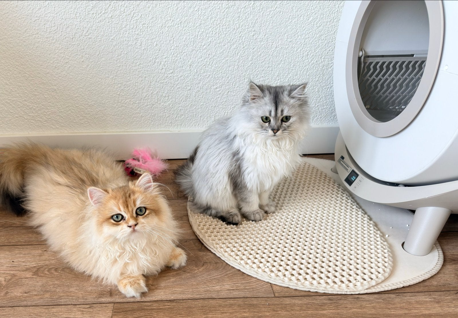 Two lovely cats for sale – one female and one male. I have