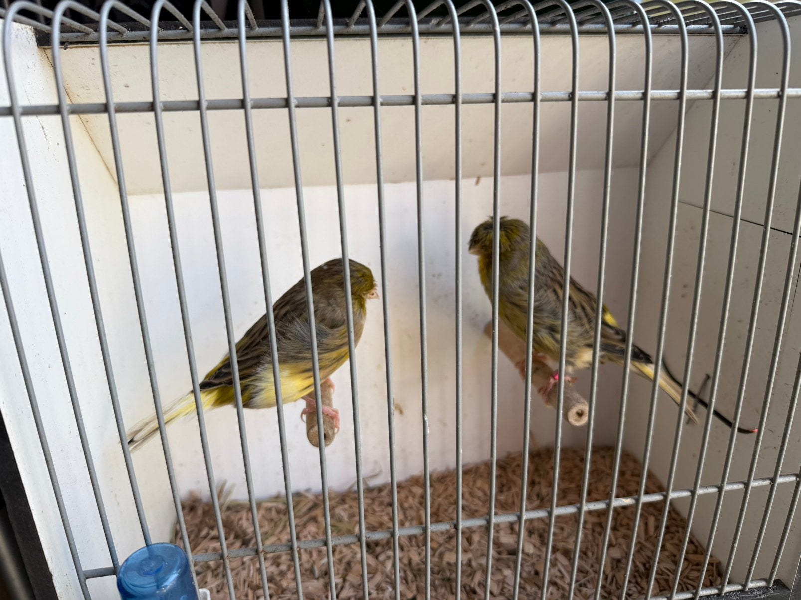 Koppel glosters, Dieren en Toebehoren, Vogels | Kanaries, Meerdere dieren, Postuurkanarie