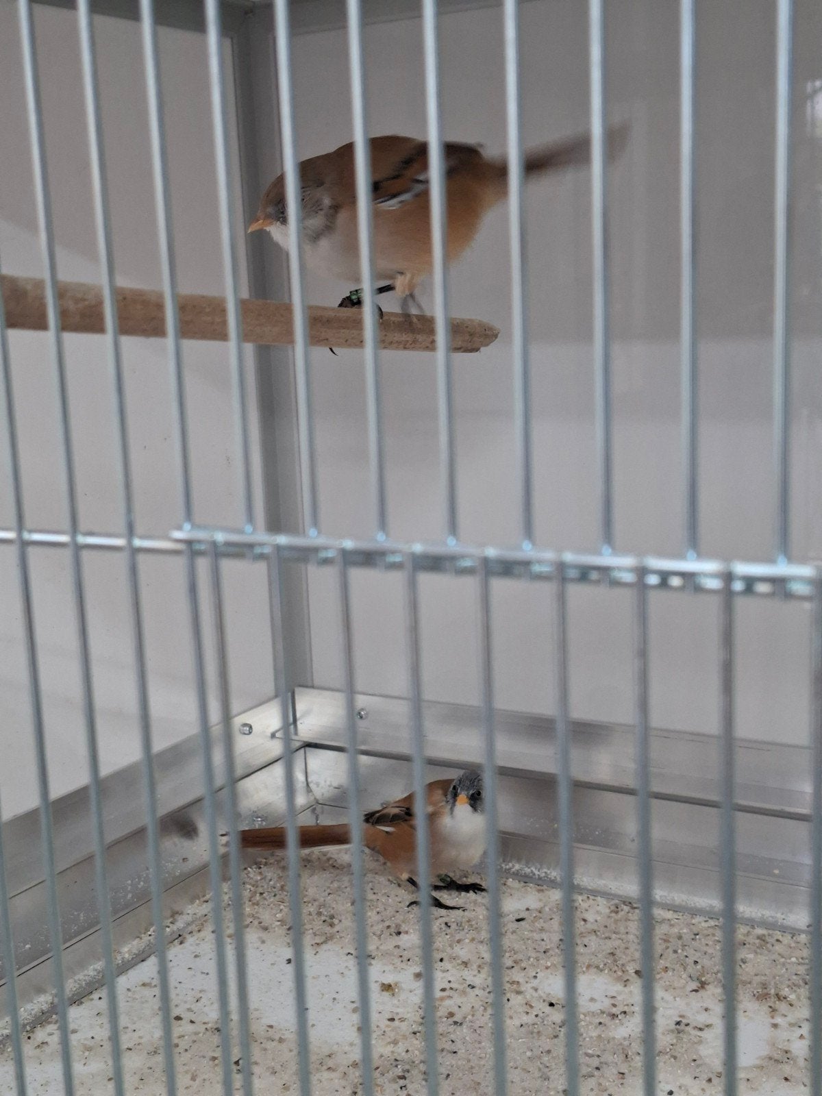 koppel baardmannen, Dieren en Toebehoren