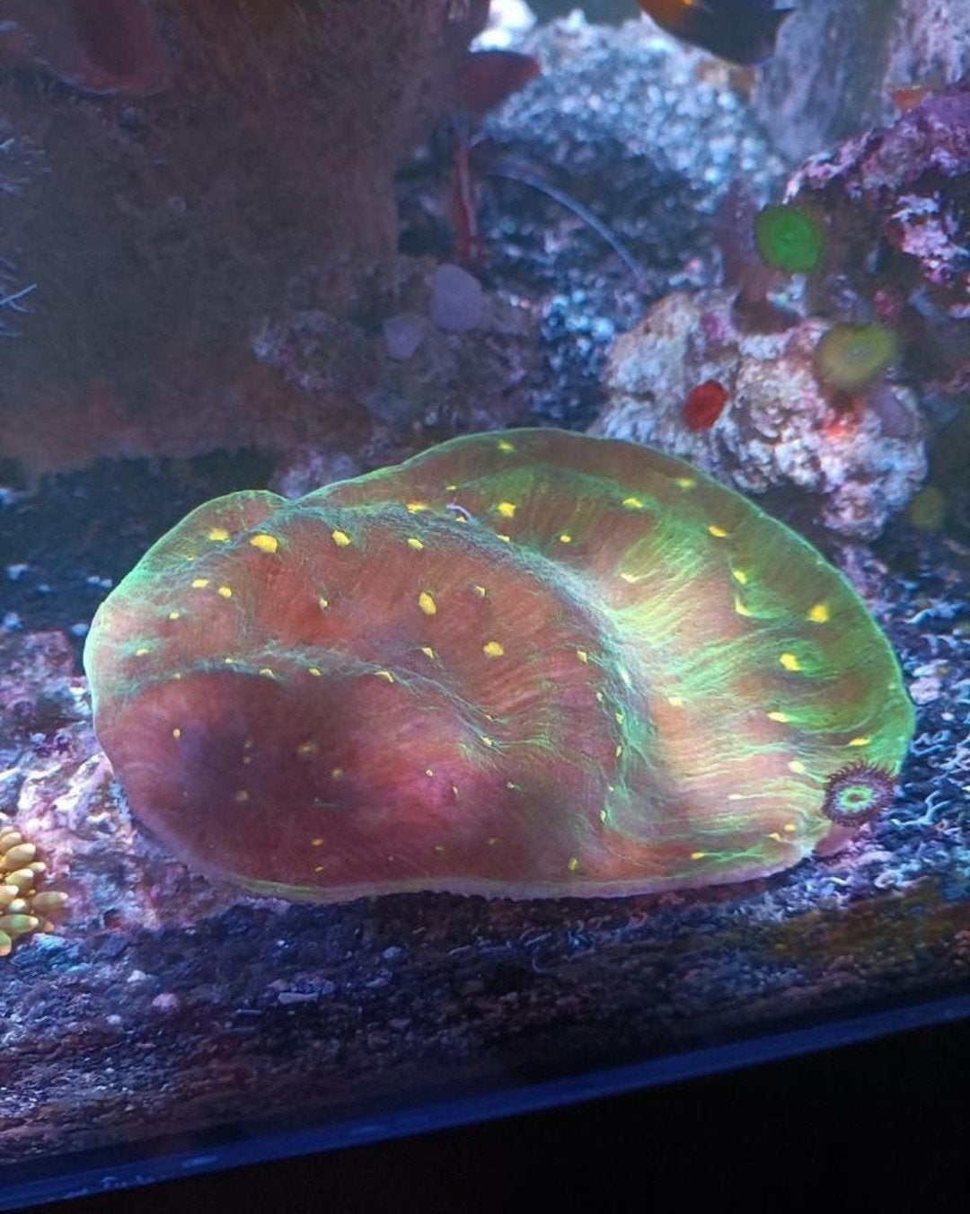 Space Invader Chalice (koraal), Dieren en Toebehoren, Vissen | Aquariumvissen, Overige typen