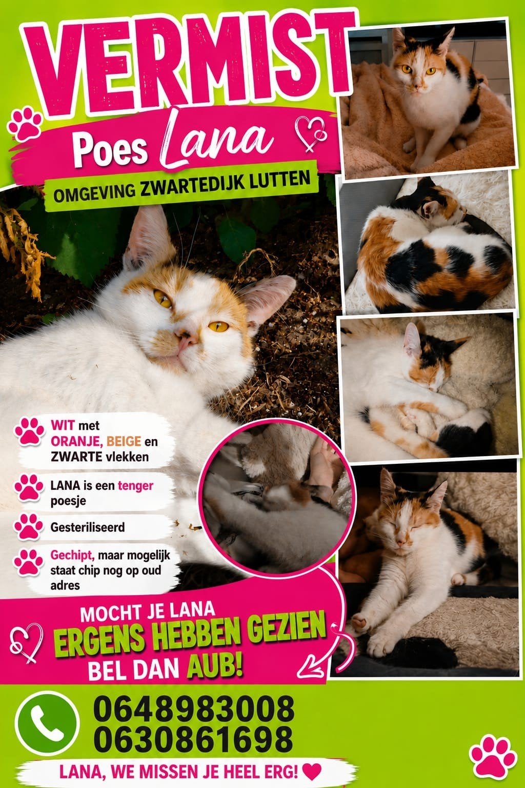 Vermist poes, Dieren en Toebehoren