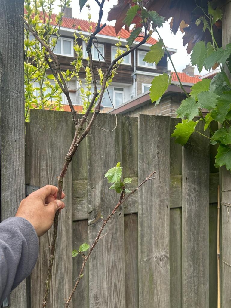 Wijnstok - Jonge Wijnrank voor Eigen Druivenoogst, Volle zon, Vaste plant, Ophalen of Verzenden, Fruitplanten