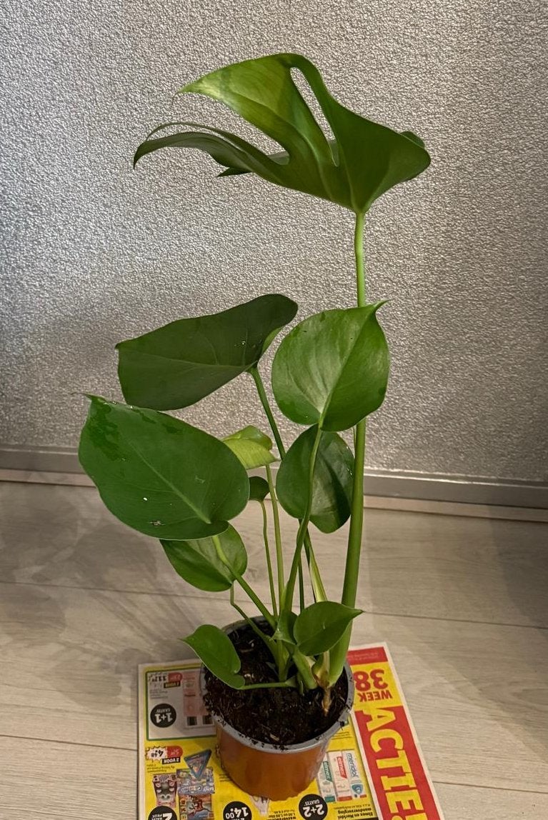Monstera kamerplant (50/55cm), Huis en Inrichting, Ophalen, Halfschaduw, Minder dan 100 cm