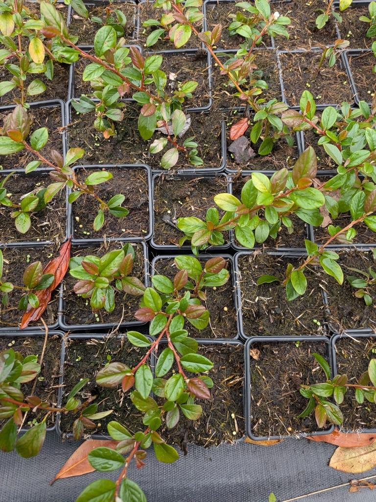Cotoneaster, bodembedekker  p9, Ophalen, Bodembedekkers, Vaste plant, Halfschaduw