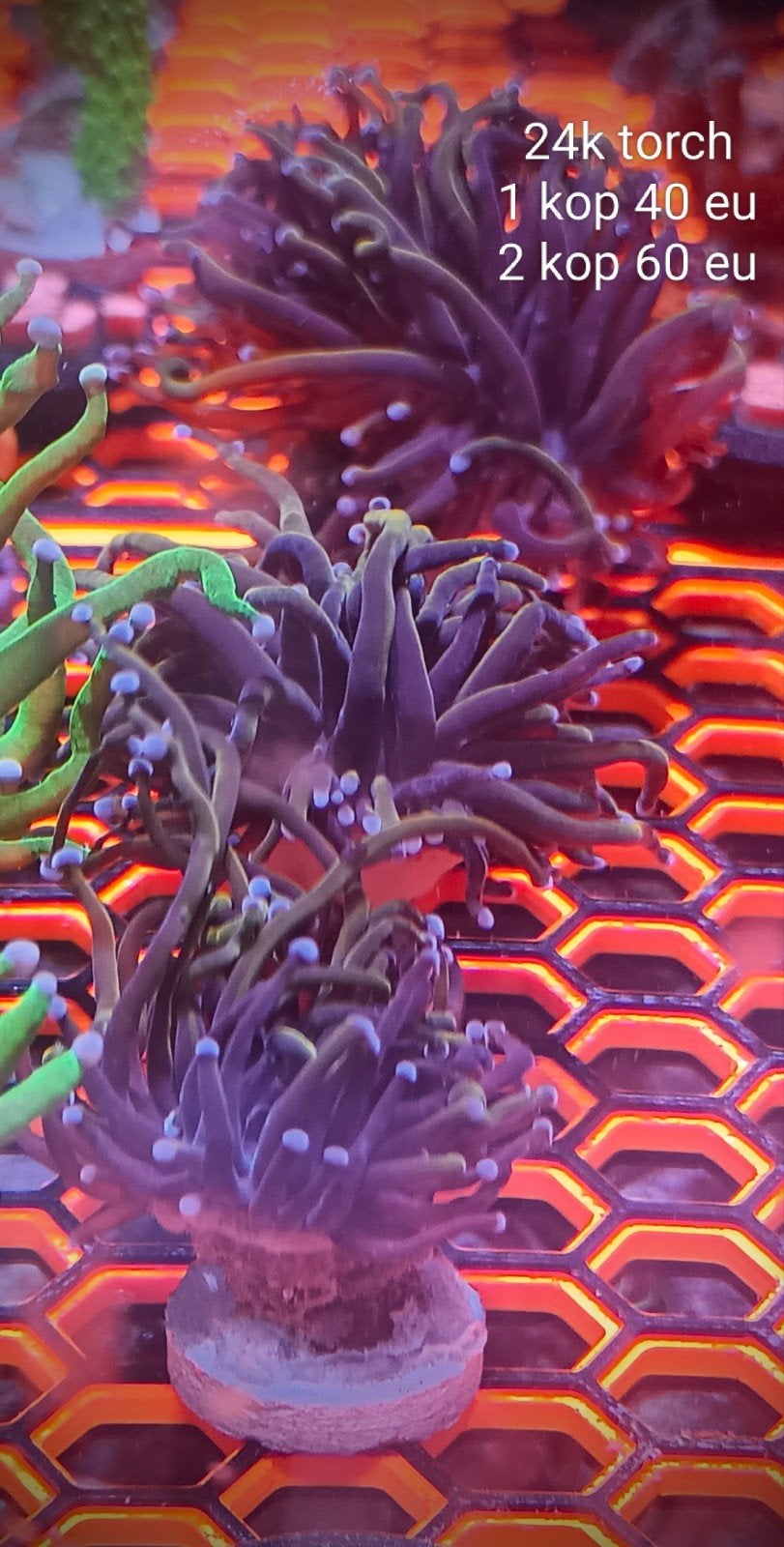 24k torch (euphyllia glabrences), Dieren en Toebehoren