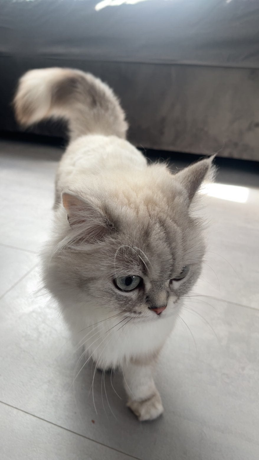 Poes kruising van een british fold x britse langhaar, Dieren en Toebehoren, Poes
