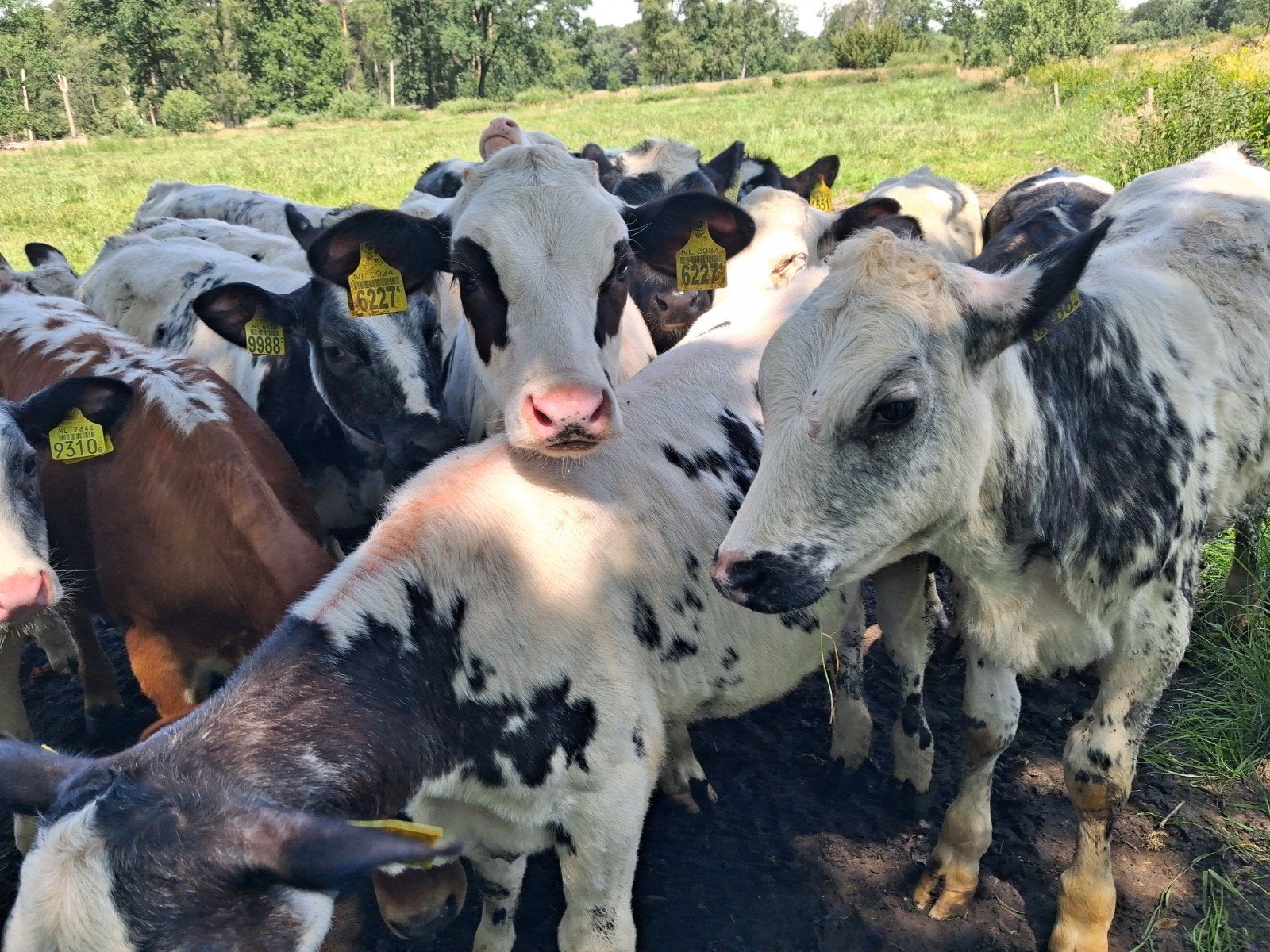 blauwe kalveren 5 mnd oud en vaalbonte dekstier, Meerdere dieren