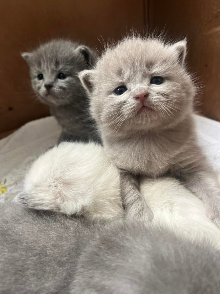 Kittens half britsekorthaar, Ontwormd