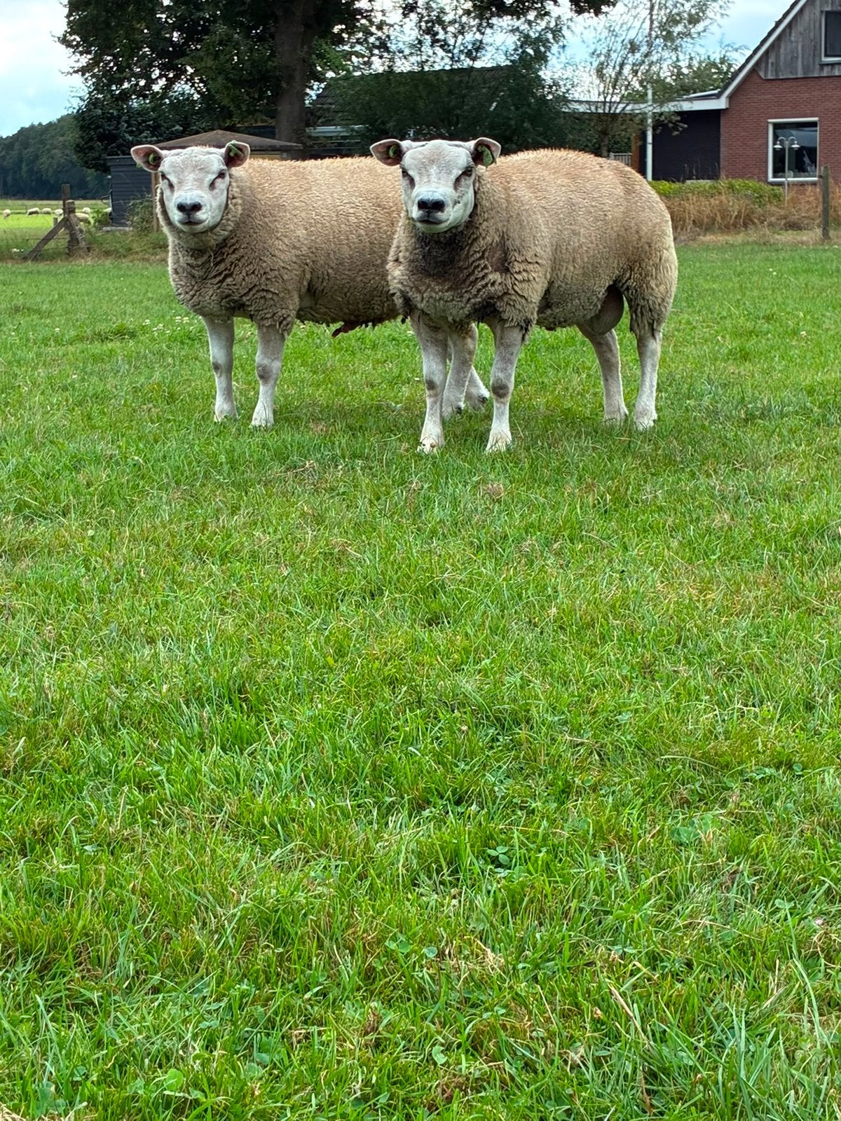 Texelaar rammen, Mannelijk, Schaap