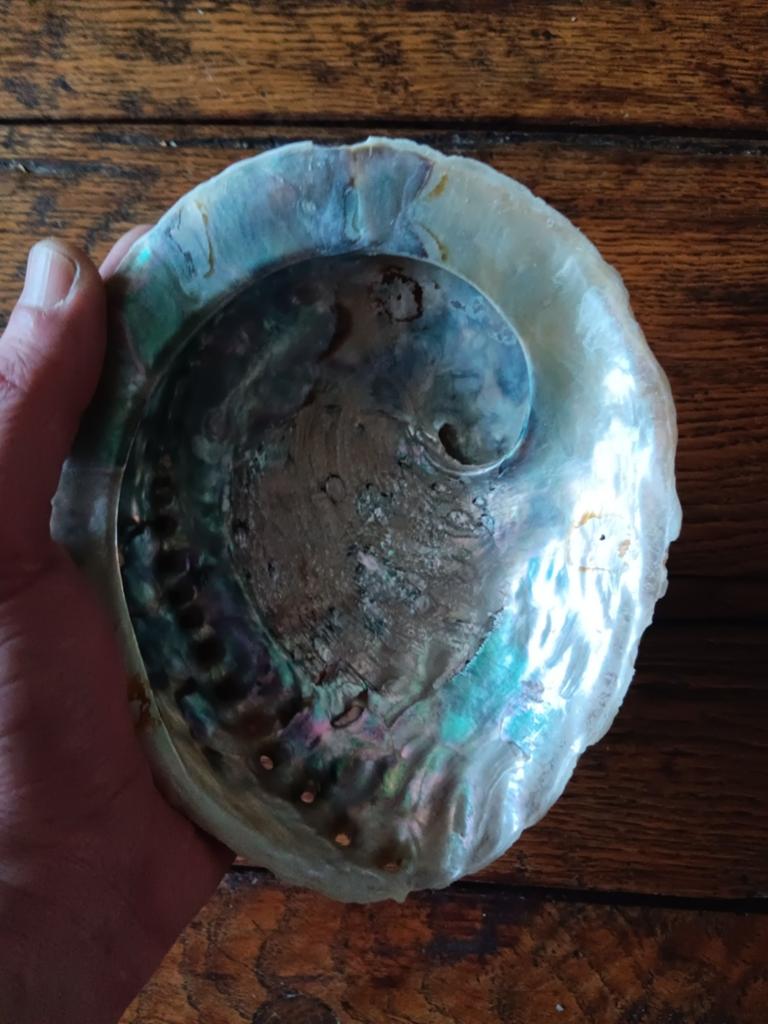Grote Abalone Schelp - Prachtig Decoratief Stuk (18cm), Ophalen of Verzenden, Gebruikt