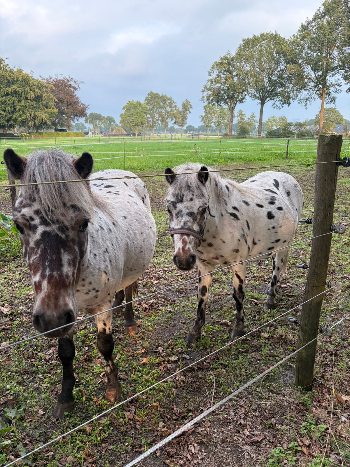 2 brave A-Welsh hengstjes., Dieren en Toebehoren, Merrie, A pony (tot 1.17m), Gechipt, 0 tot 2 jaar