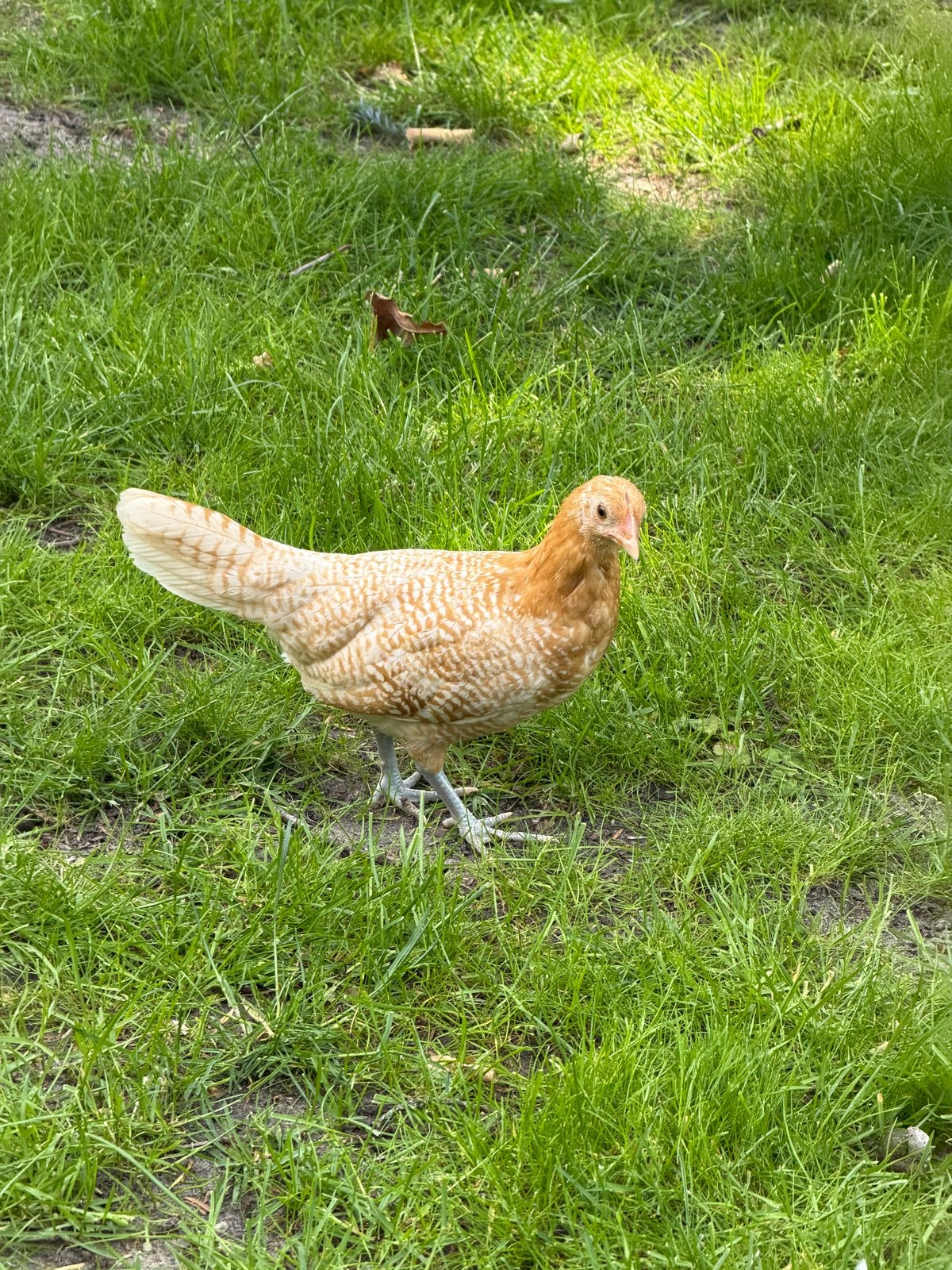 Friese hoen Geelwitgepelde hen, Dieren en Toebehoren, Vrouwelijk, Overige soorten