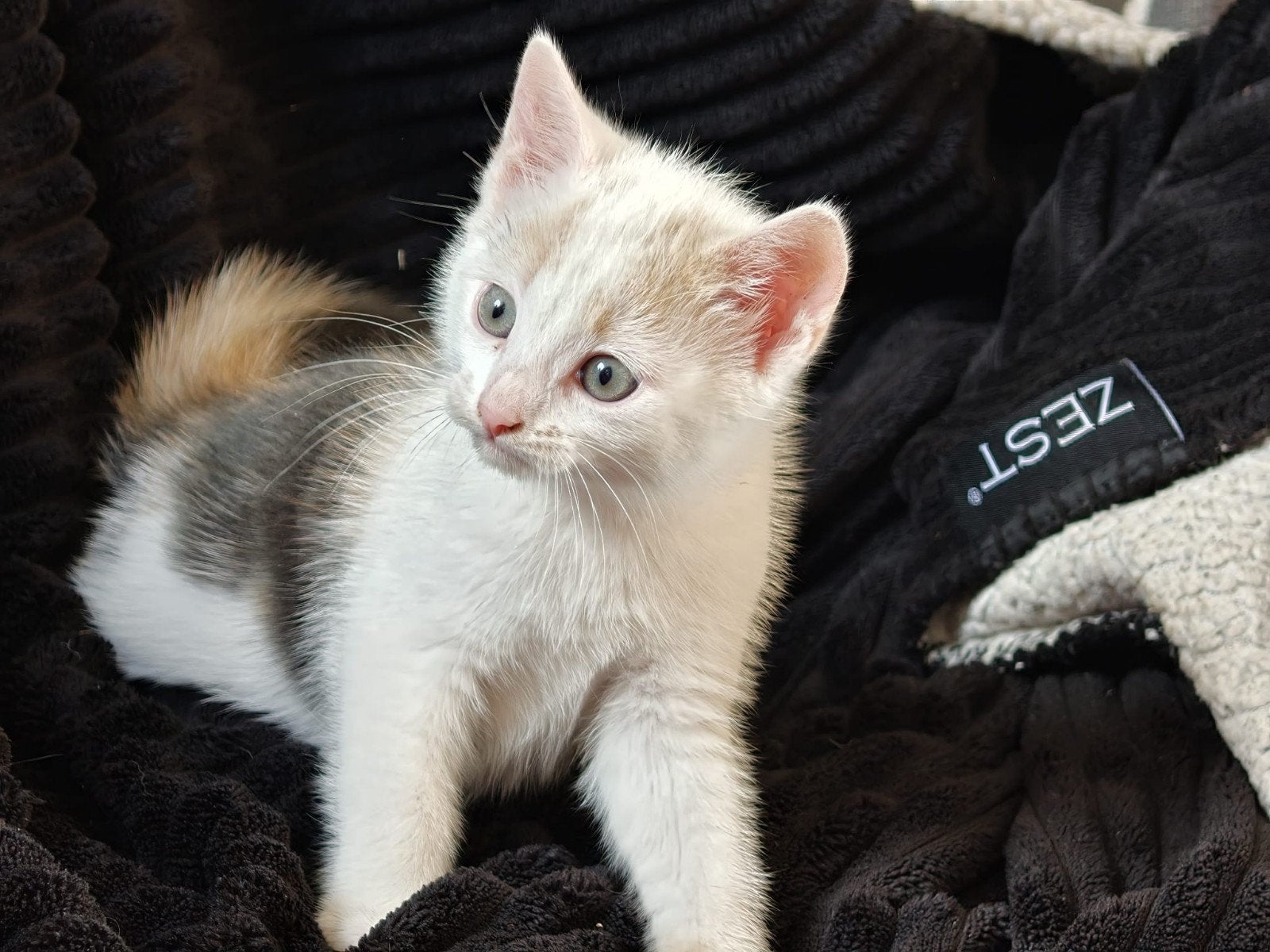 lieve speelse kitten grijs lapje, Dieren en Toebehoren, Katten en Kittens | Overige Katten, Poes, Langharig, 0 tot 2 jaar