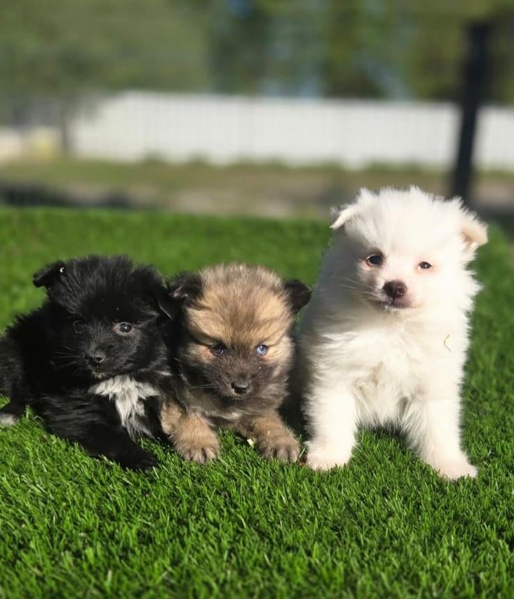 Tekoop leuke Dwergkees pups (pomeriaan), Parvo, Nederland, Overige rassen, 8 tot 15 weken