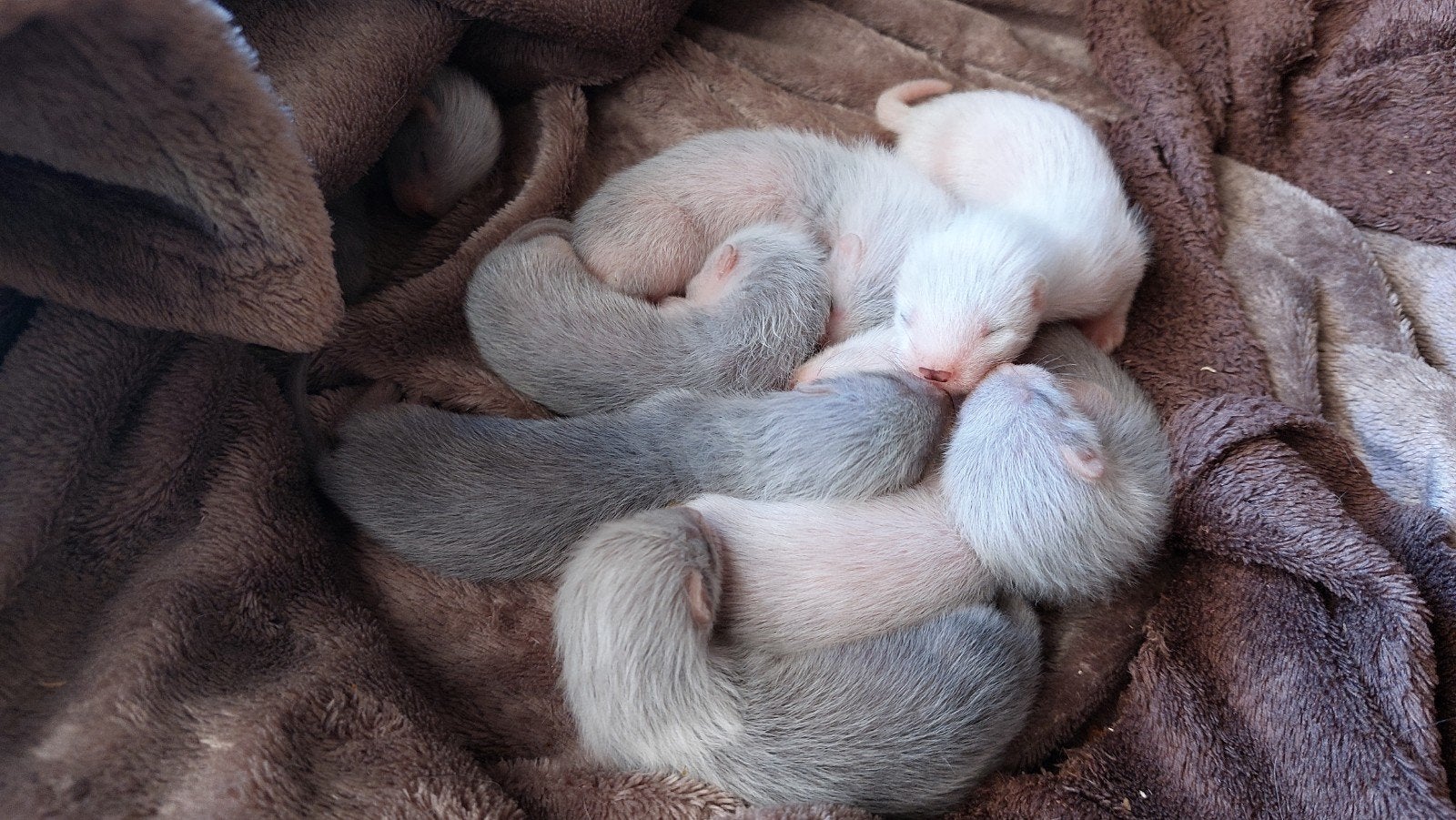 Fretten pupjes, Juli, Meerdere dieren