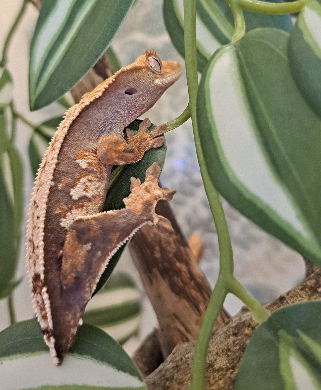 Wimpergekko tricolor vrouw, Dieren en Toebehoren, Reptielen en Amfibieën