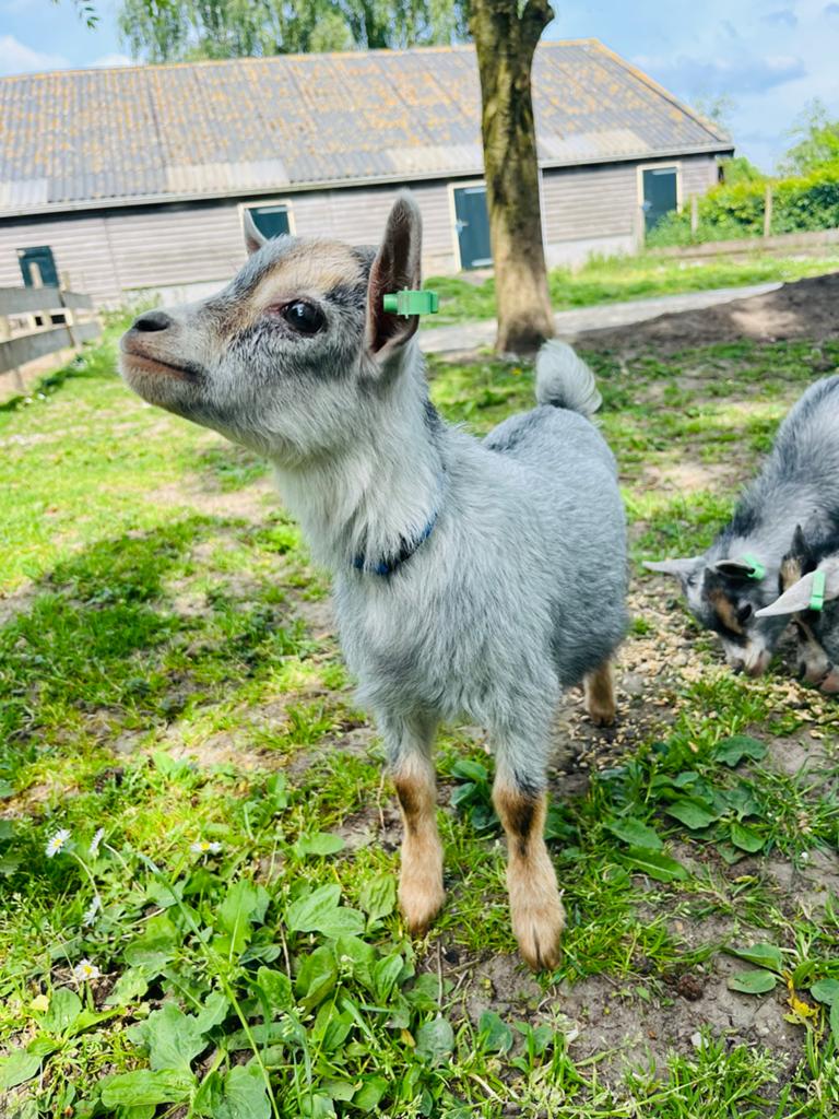 Dwerggeiten (bok-lam) blauwschimmel stamboek (CAE/CL vrij), Dieren en Toebehoren, Schapen, Geiten en Varkens, Mannelijk, Geit