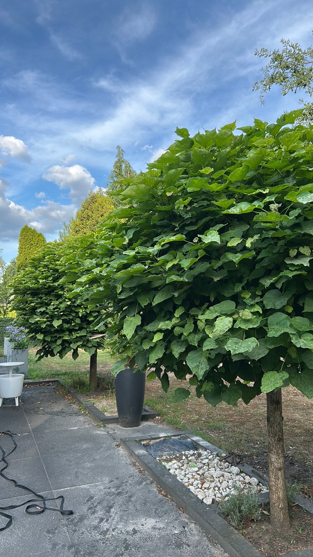 2 prachtige Bolcatalpa’s (Catalpa) – direct sfeer in uw tuin, Tuin en Terras, Bloeit niet, 250 tot 400 cm, Ophalen, Volle zon