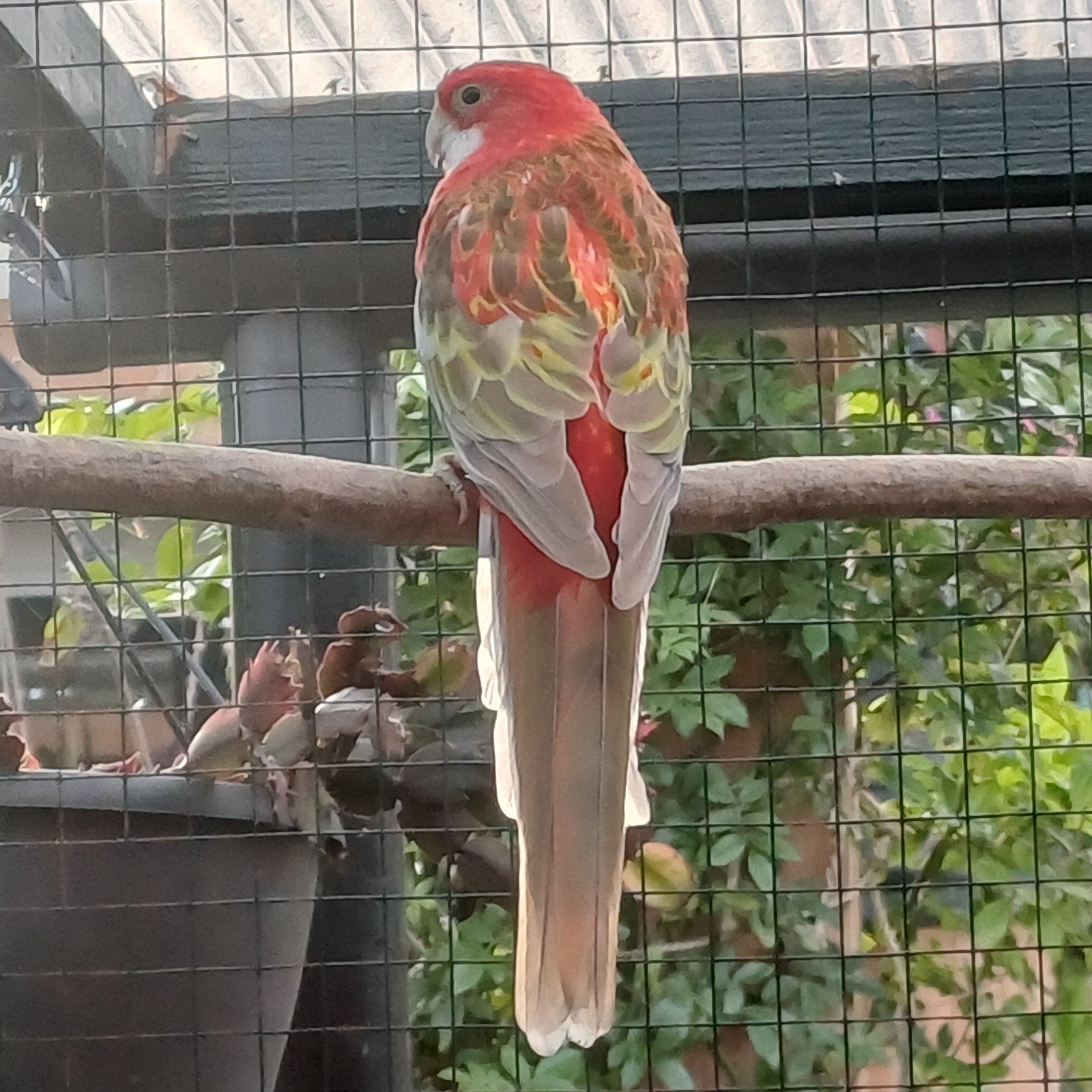 Mooie bewezen prachtrosella pop., Dieren en Toebehoren