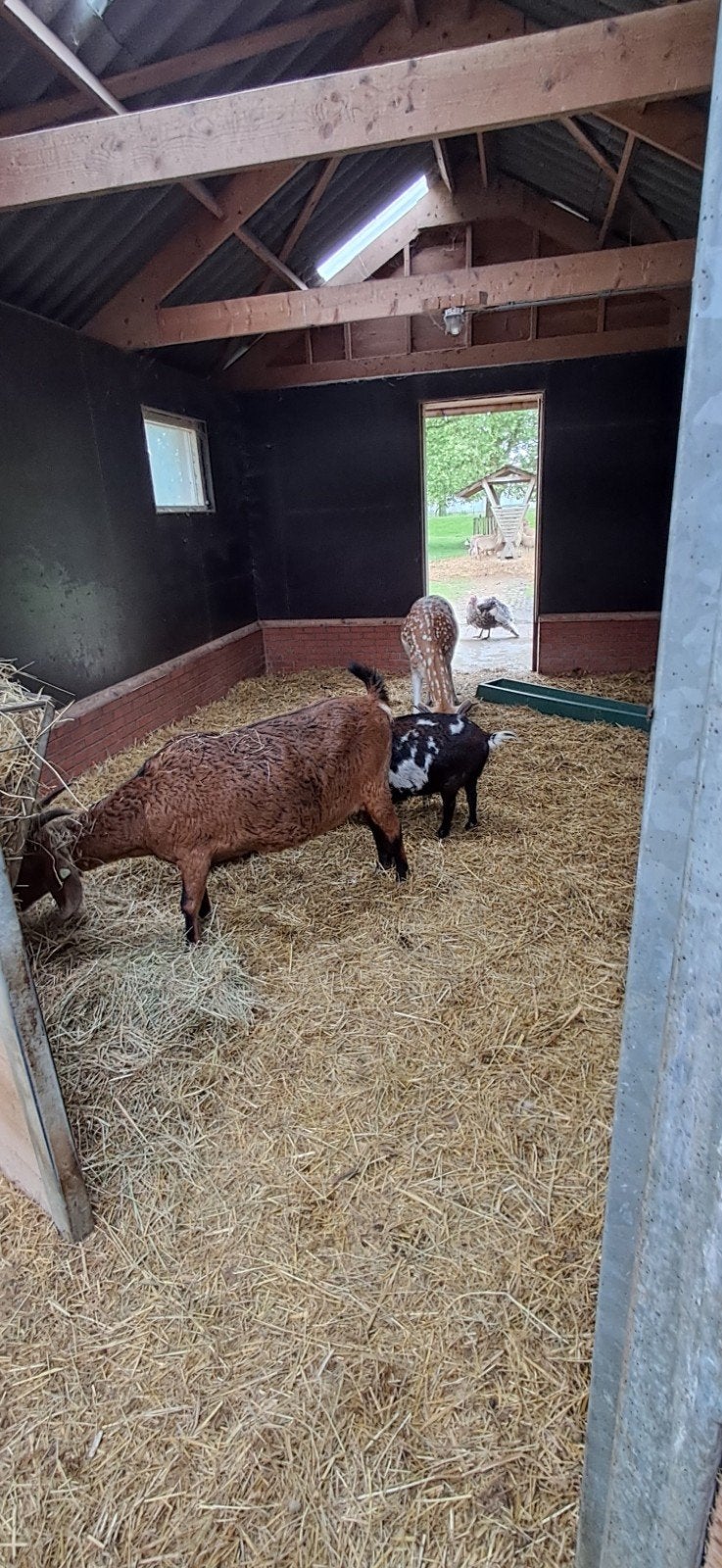 Gratis potstal mest, Dieren en Toebehoren, Schapen, Geiten en Varkens, Vrouwelijk, Schaap