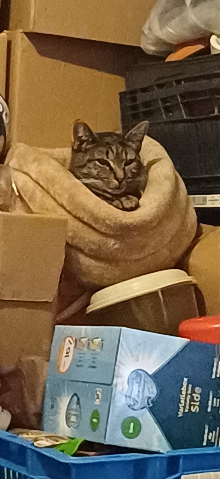 Nieuw onderkomen gezocht, Dieren en Toebehoren, Katten en Kittens | Overige Katten, Poes