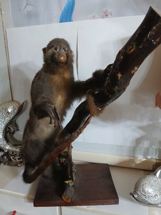 Taxidermy, Verzamelen, Dierenverzamelingen, Verzenden, Gebruikt, Overige soorten, Opgezet dier
