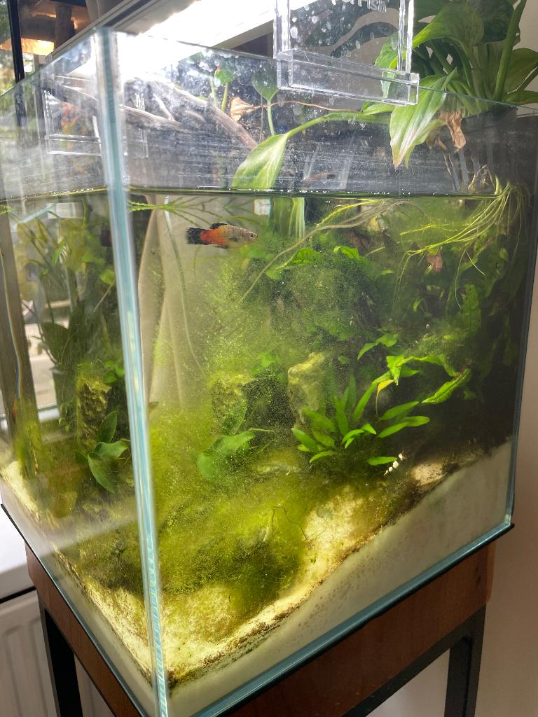 Superfish Aquarium compleet 30 x 30 cm, Dieren en Toebehoren, Vissen | Aquaria en Toebehoren, Ophalen, Verwarming, Zo goed als nieuw