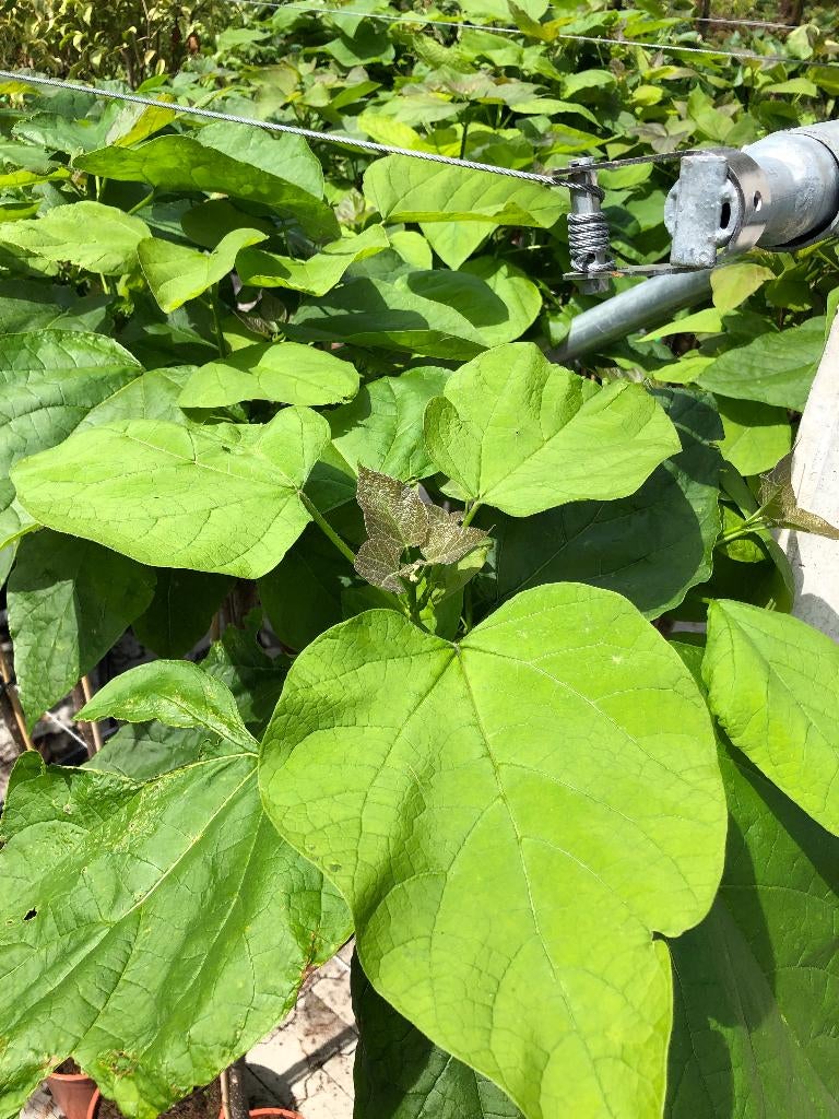 Boltrompetboom,Catalpa big.'Nana' diverse maten AANBIEDING !, Tuin en Terras, Bloeit niet, Halfschaduw, 100 tot 250 cm, Ophalen