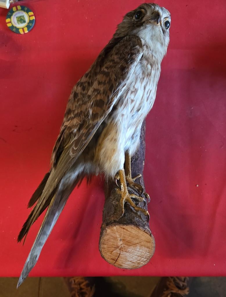 Opgezette torenvalk taxidermie, Verzamelen, Dierenverzamelingen, Ophalen of Verzenden, Gebruikt, Vogel, Opgezet dier