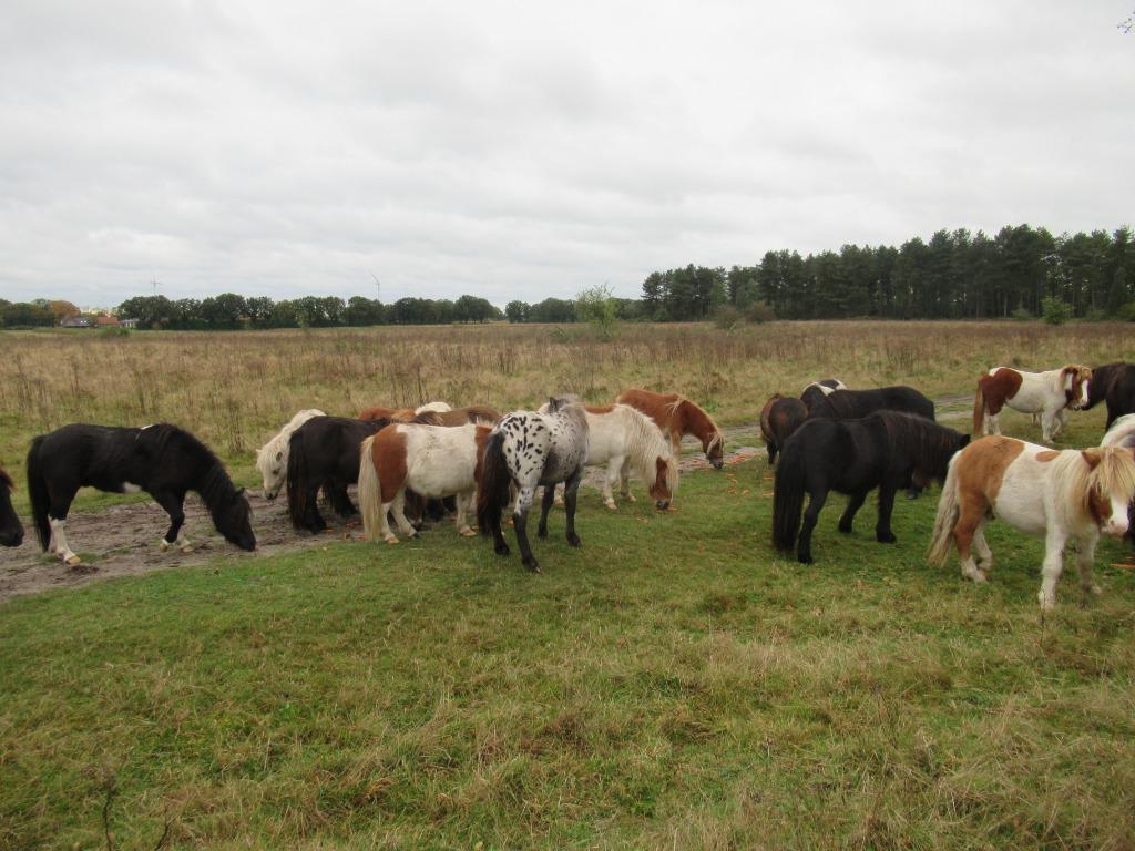 Ruime keuze ruintjes, Dieren en Toebehoren, Pony's, Met stamboom, Ruin, 0 tot 2 jaar, A pony (tot 1.17m)