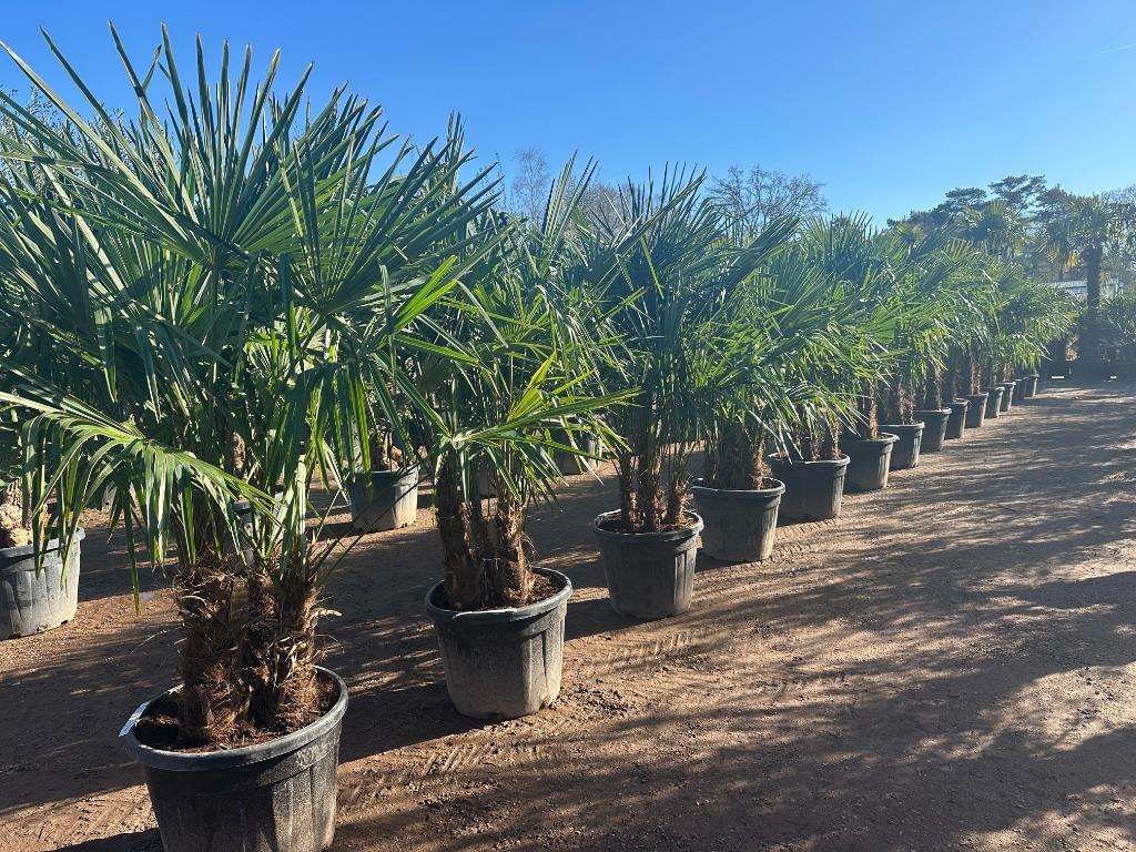 Meerstammige Trachycarpus fortunei palmbomen te koop!!!, Overige soorten, Vaste plant, Ophalen of Verzenden, Halfschaduw