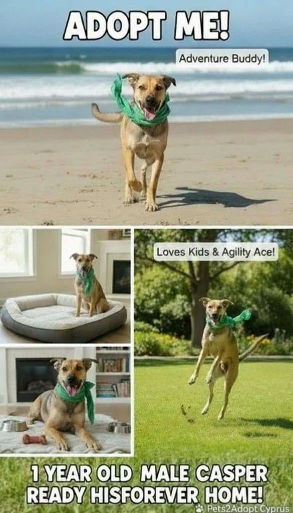 Lieve Kasper verblijft in Cyprus, 1 tot 2 jaar, Buitenland, Eén hond, Reu
