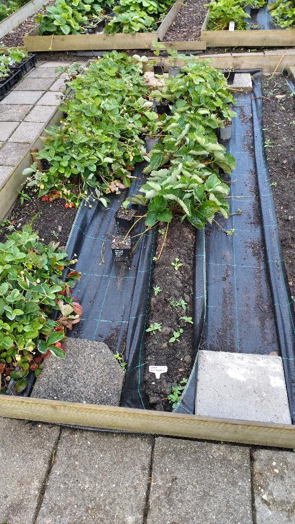 Vele soorten goed gewortelde aardbei stekken stekjes, Tuin en Terras, Planten | Tuinplanten, Overige soorten, Volle zon, Ophalen of Verzenden