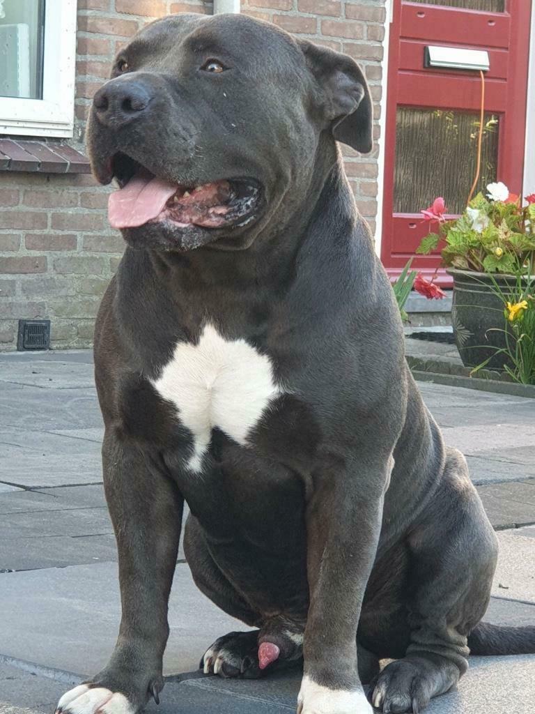 Amerikaanse Bully XL Dekreu, Nederland, Reu, Parvo, Eén hond