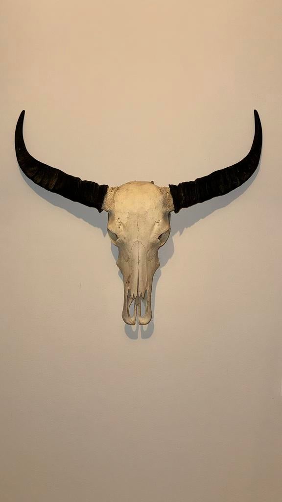 Schedel met hoorns 80 cm | Watusi / Longhorn stijl, Ophalen of Verzenden, Zo goed als nieuw
