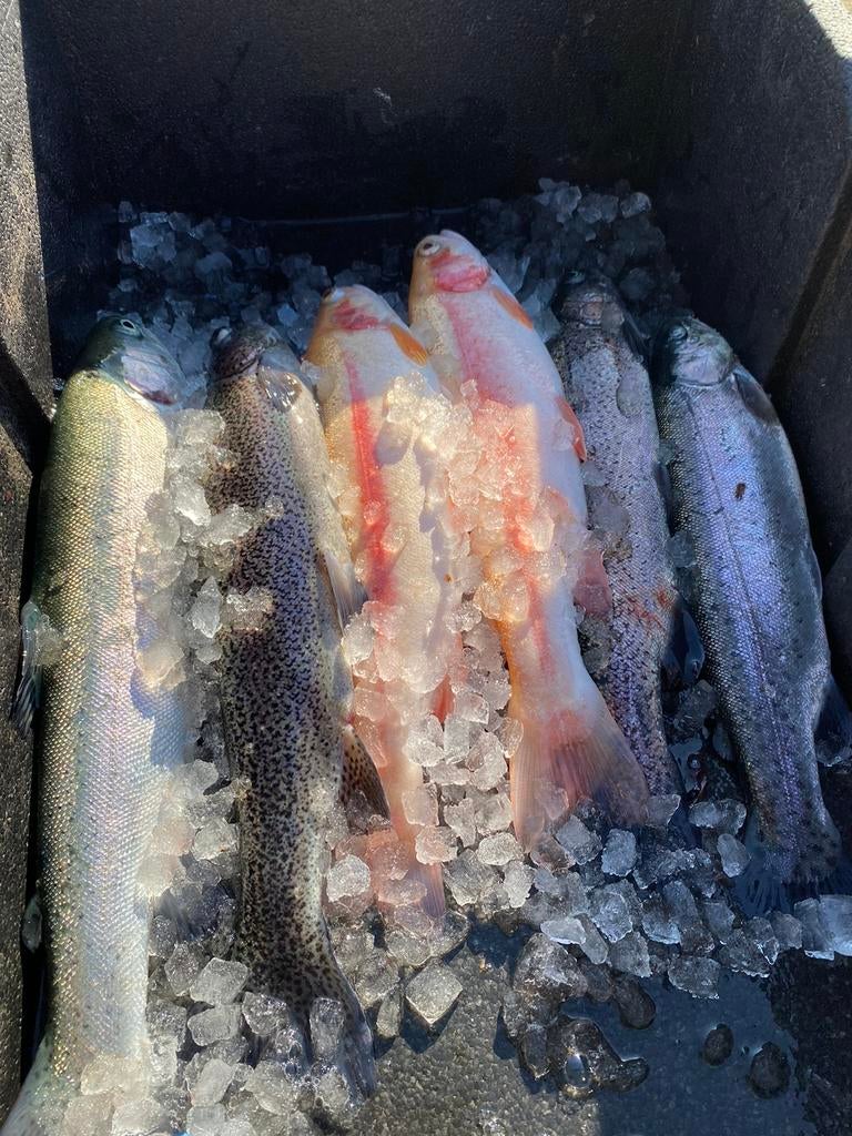 Verse en gerookte forel te koop, Ophalen